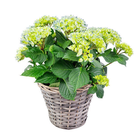Hortenzia modrá 40cm v košíku