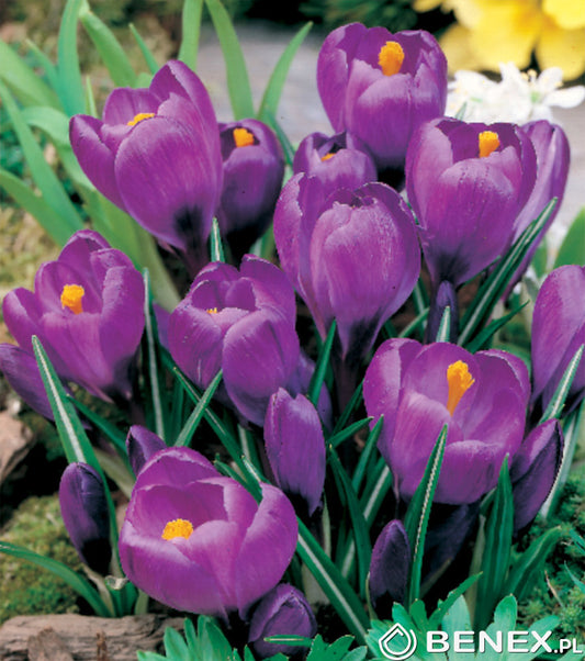 Donáška kvetov - Krokus Flower Record - slovenske-kvety.sk