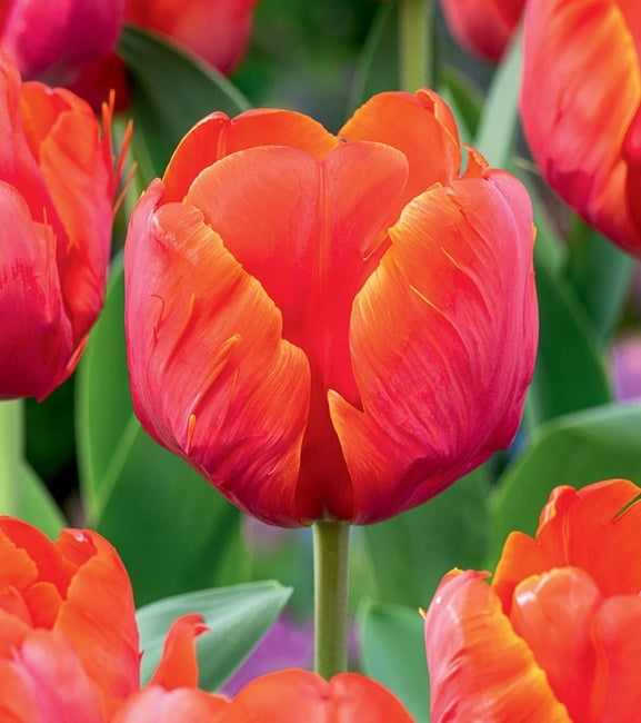 Tulipán Ad Rem Parrot