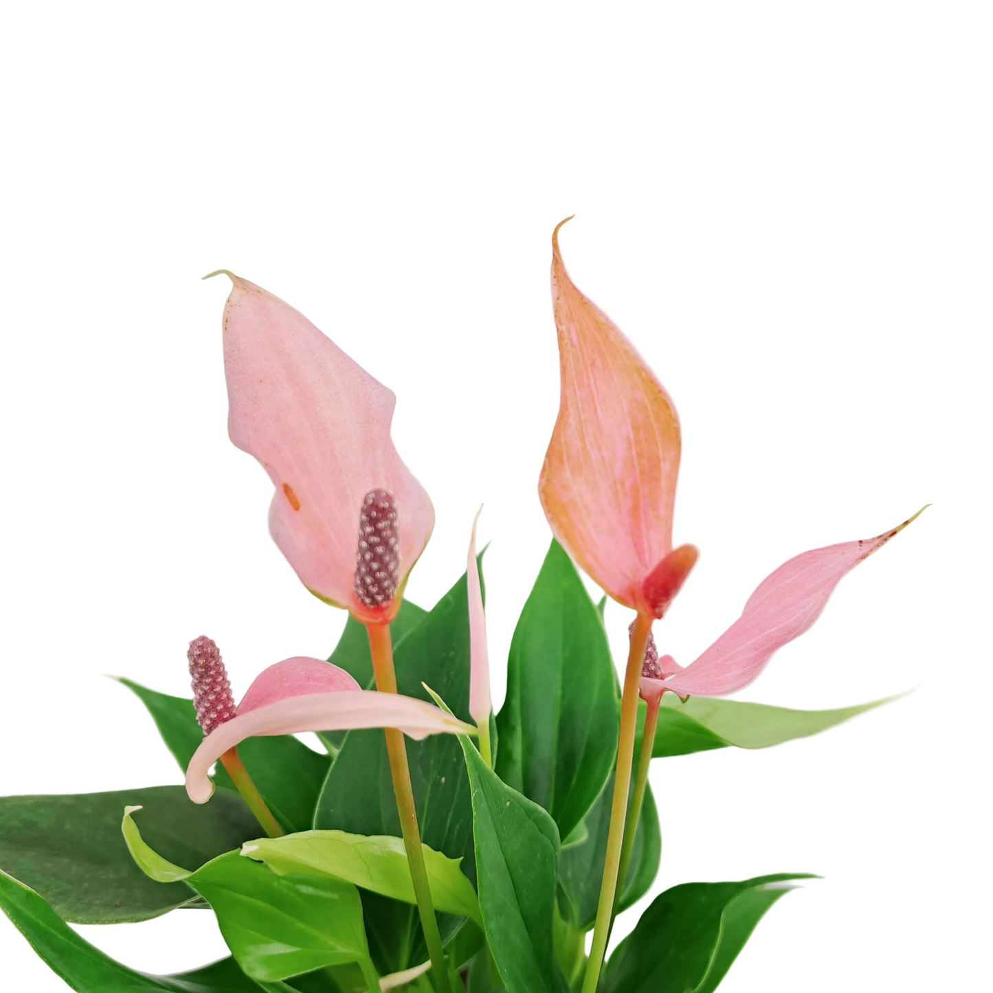 Antúria perfection 25cm v kvetináči Lava