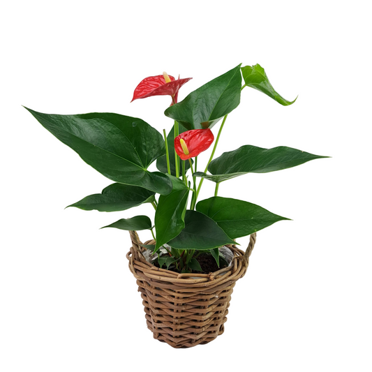 Donáška kvetov - Antúria červená 45cm - slovenske-kvety.sk