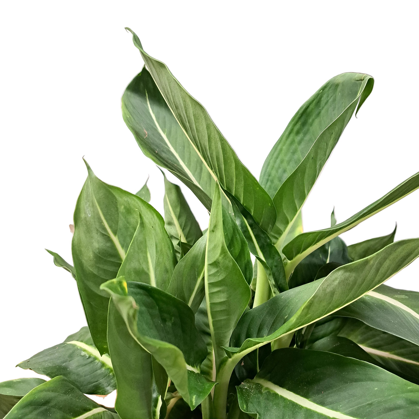 Dieffenbachia 55cm