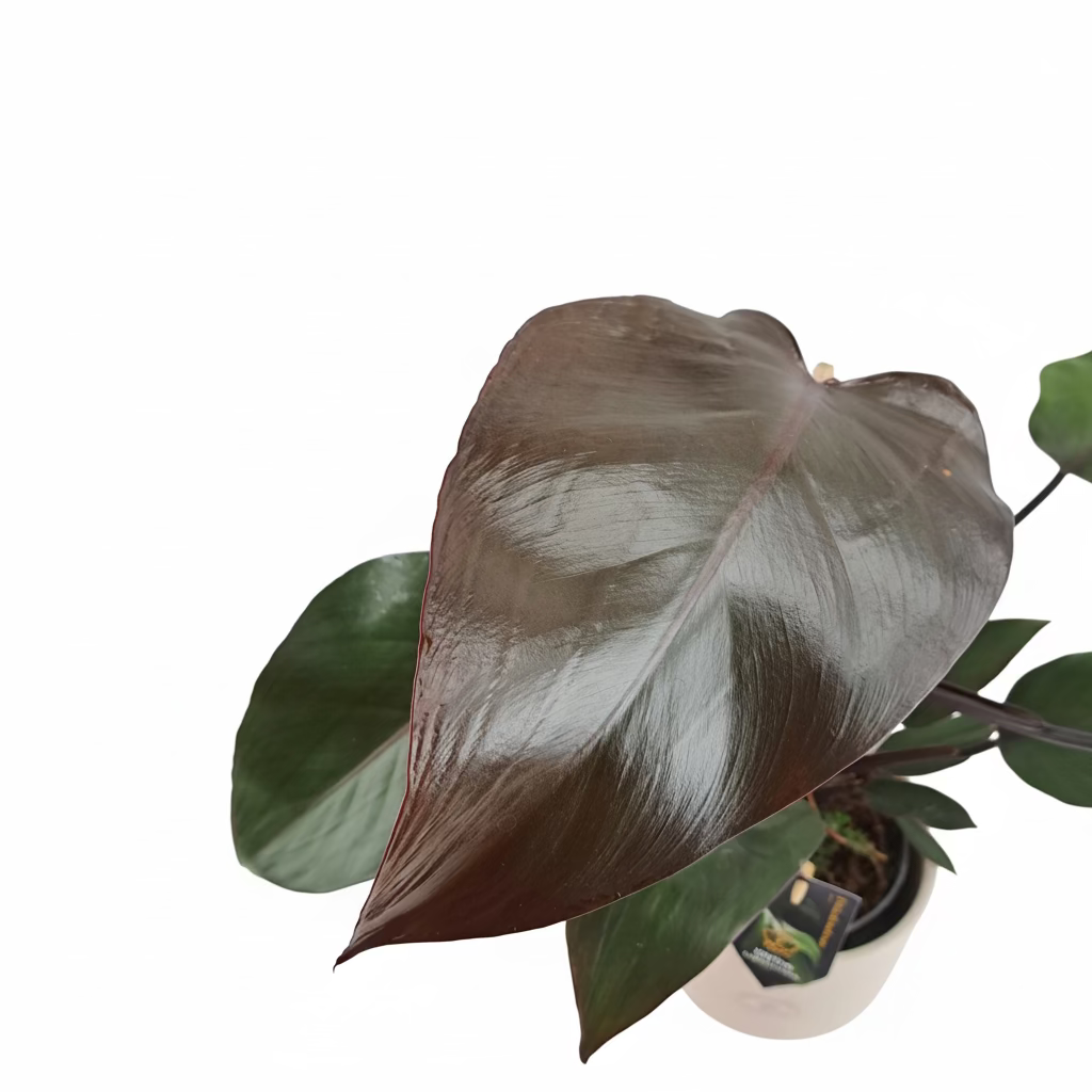 Philodendron 55cm