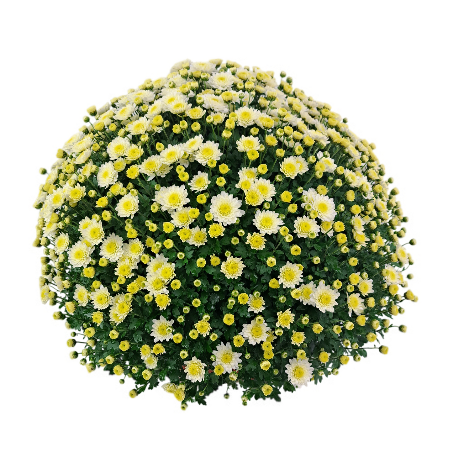 Slovenská chryzantéma 50cm - biela