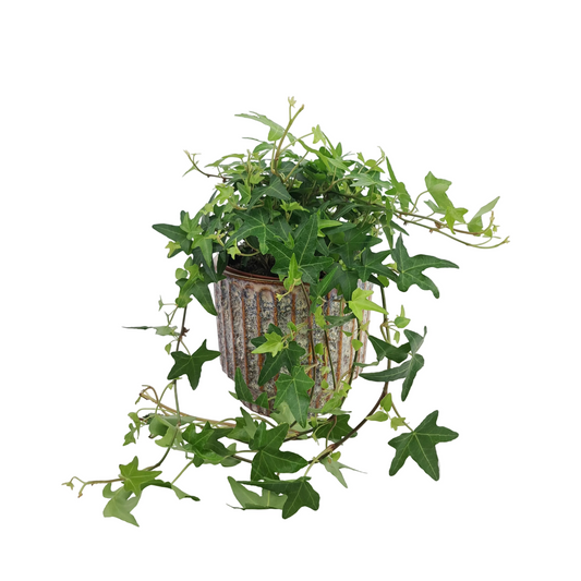 Donáška kvetov - Hedera - Green Shine - slovenske-kvety.sk