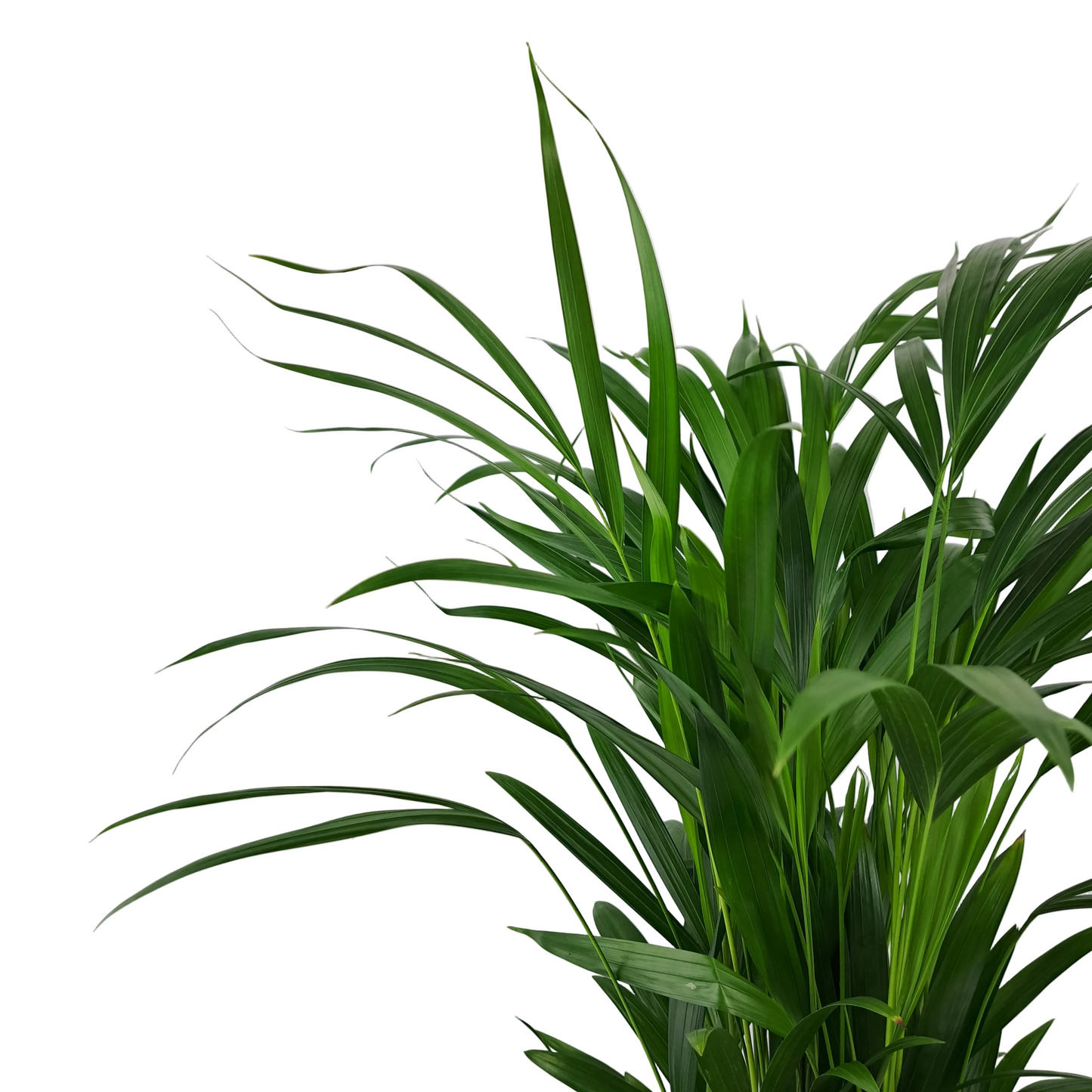 Dypsis (Areka palma) 65cm