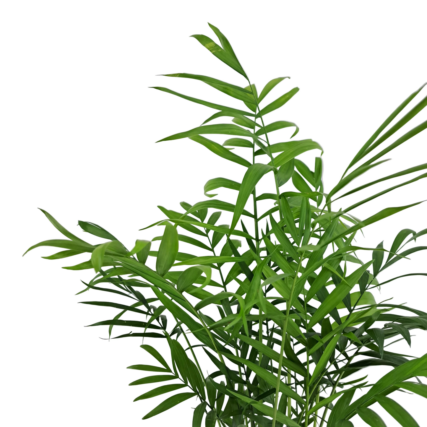 Chamaedorea elegans 60cm