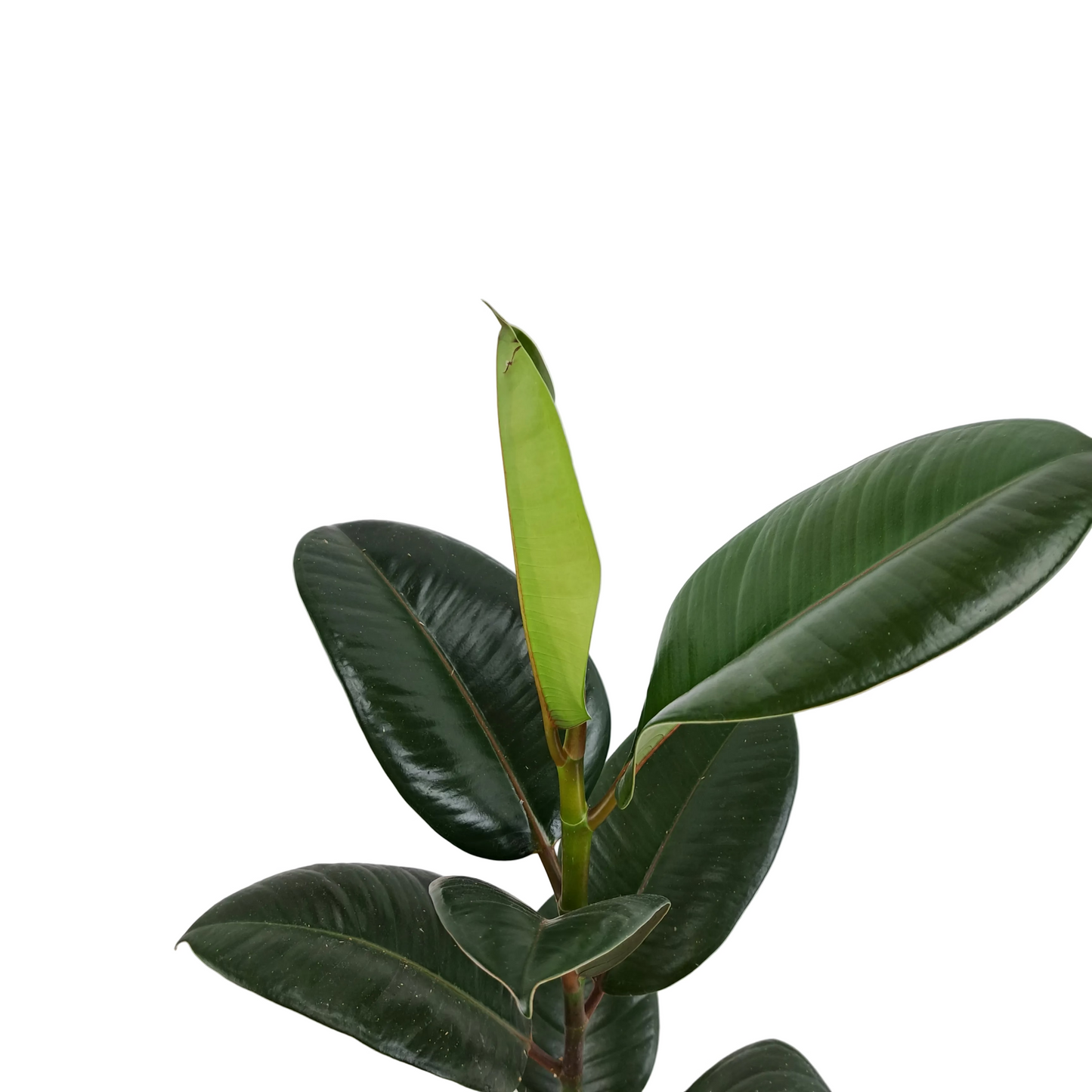 Ficus Robusta 50 cm