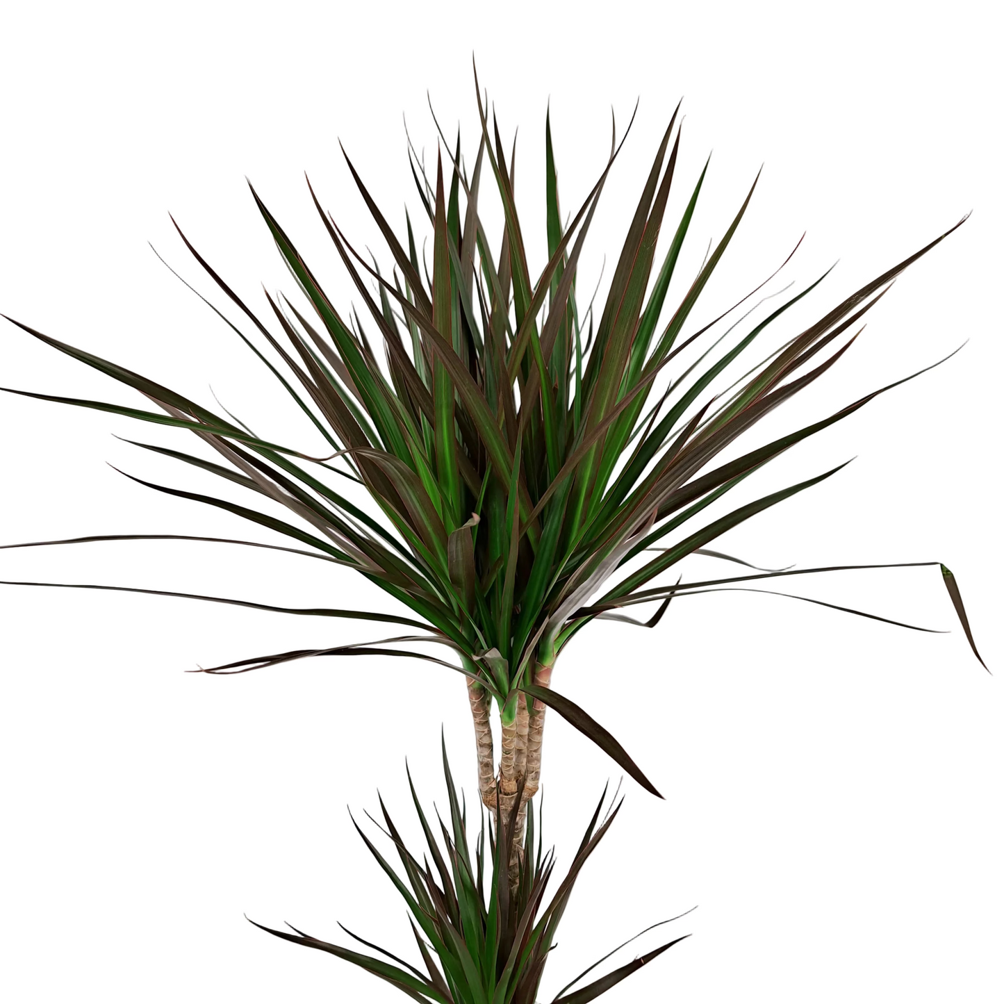 Dracaena marginata 'Magenta' 80cm