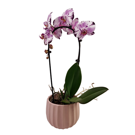 Orchidea Cascade 50cm v keramike