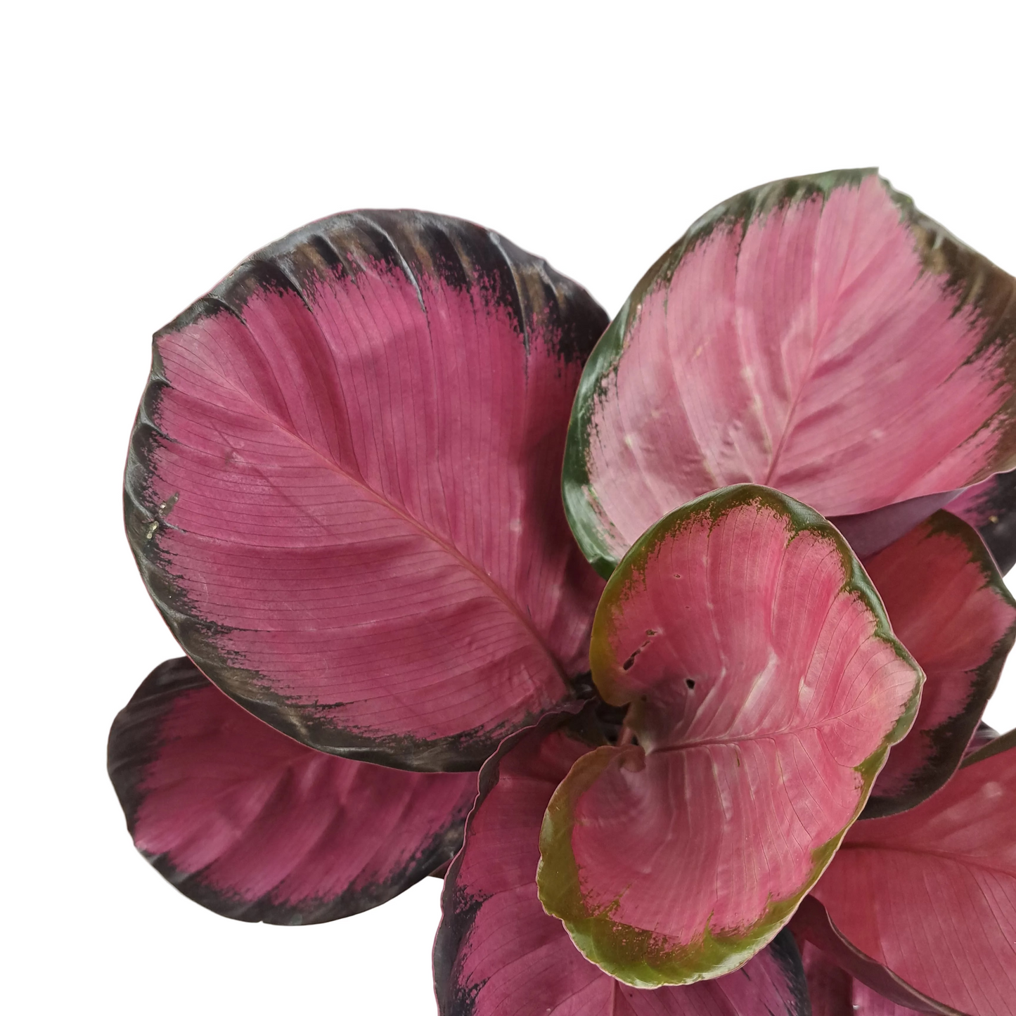 Calathea Misty Red 40cm