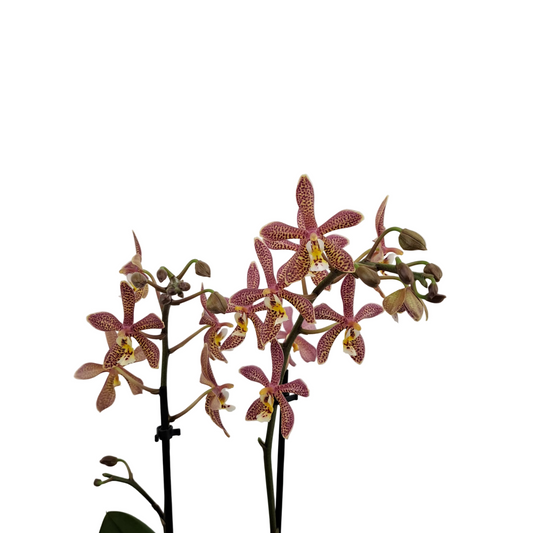 Orchidea Colibri Sahara 45cm