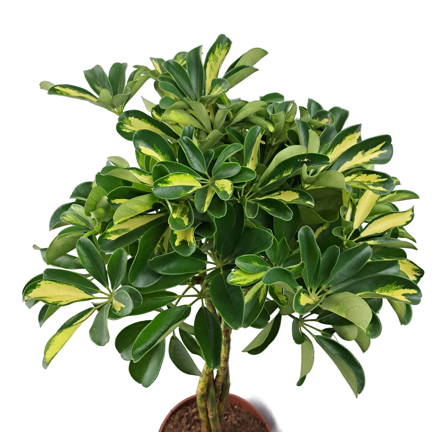 Schefflera panašovaná - Gold Capella 80cm