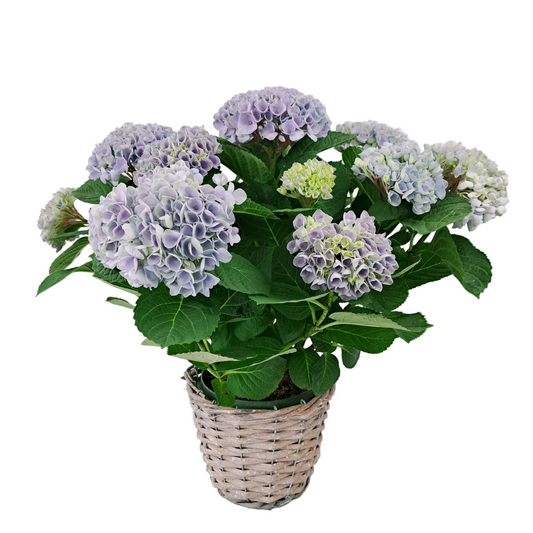 Donáška kvetov - Hortenzia modrá 45cm - slovenske-kvety.sk