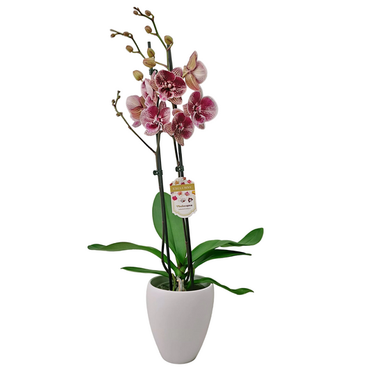 Orchidea 2-stonková Pink Veins 65cm v keramike