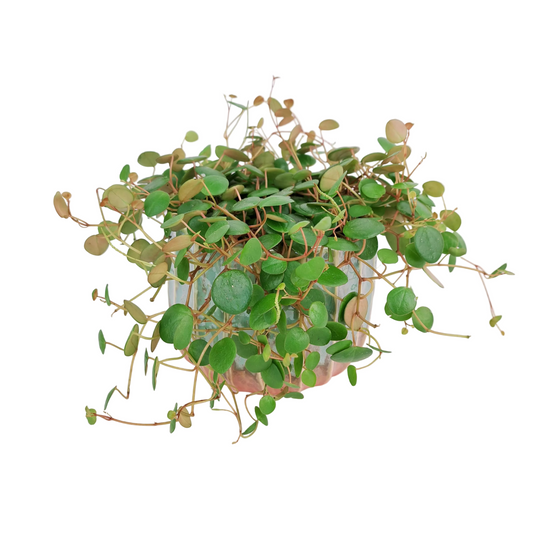 Peperomia rotundifolia 'Pepperspot'