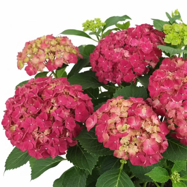 Veľká hortenzia – Royal Burgundy 45 cm