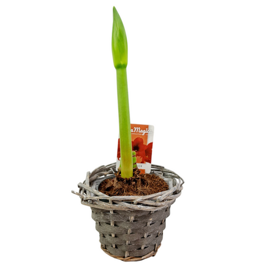 Amarilys v košíku mix