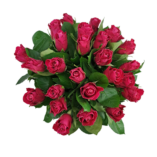 Novinka 25 cyklaménových ruží