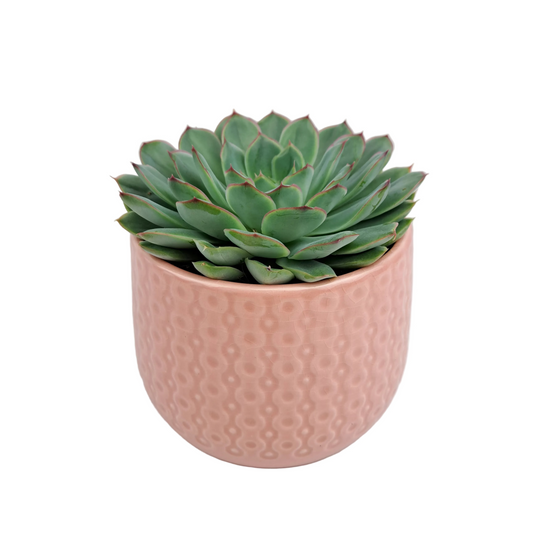 Donáška kvetov - Echeveria v keramickom kvetináči - slovenske-kvety.sk
