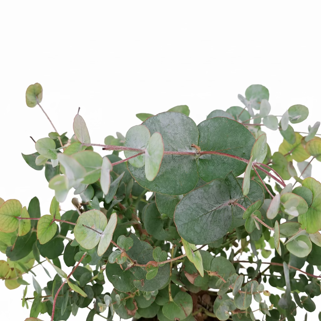 Eukalyptus Cinerea Silver Dollar
