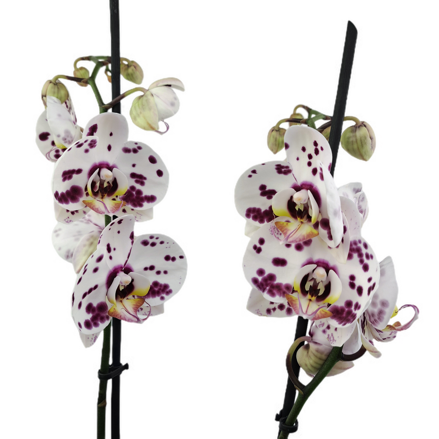 Orchidea 2-stonková 60cm Iveta