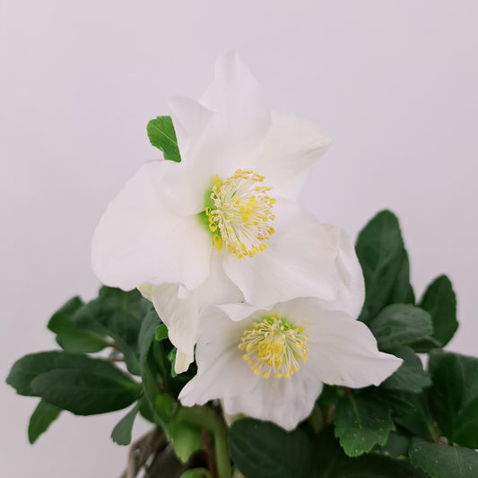 Helleborus 12cm