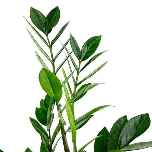 Donáška kvetov - Zamioculcas 50cm - slovenske-kvety.sk