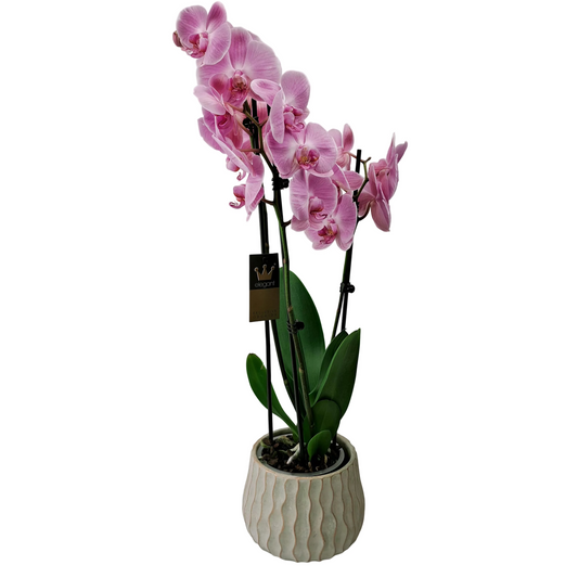 Orchidea 3-stonková Pink Blossom v keramike 65 cm