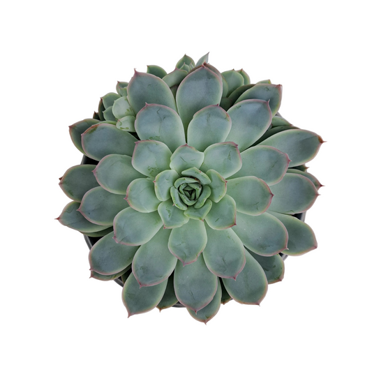 Donáška kvetov - Echeveria v keramickom kvetináči - slovenske-kvety.sk