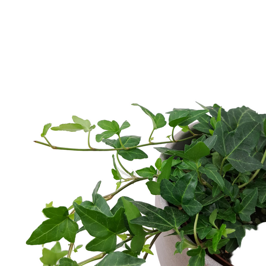 Donáška kvetov - Hedera 'Green Shine' - slovenske-kvety.sk
