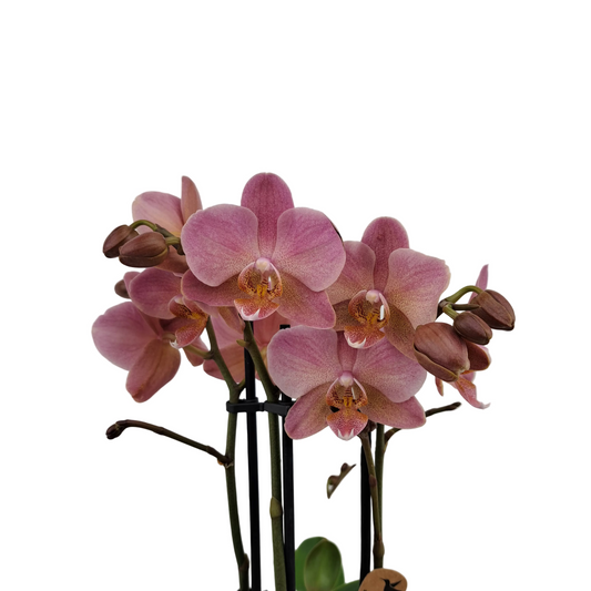 Orchidea Colibri Diamond 45cm