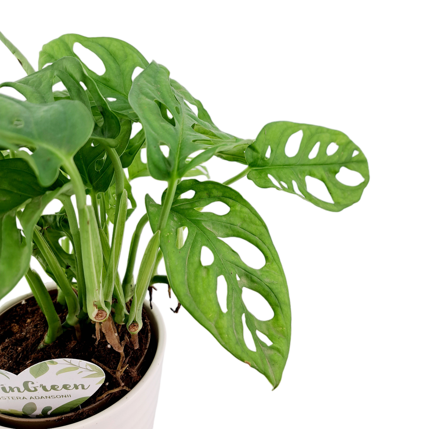 Monstera adansonii 30cm