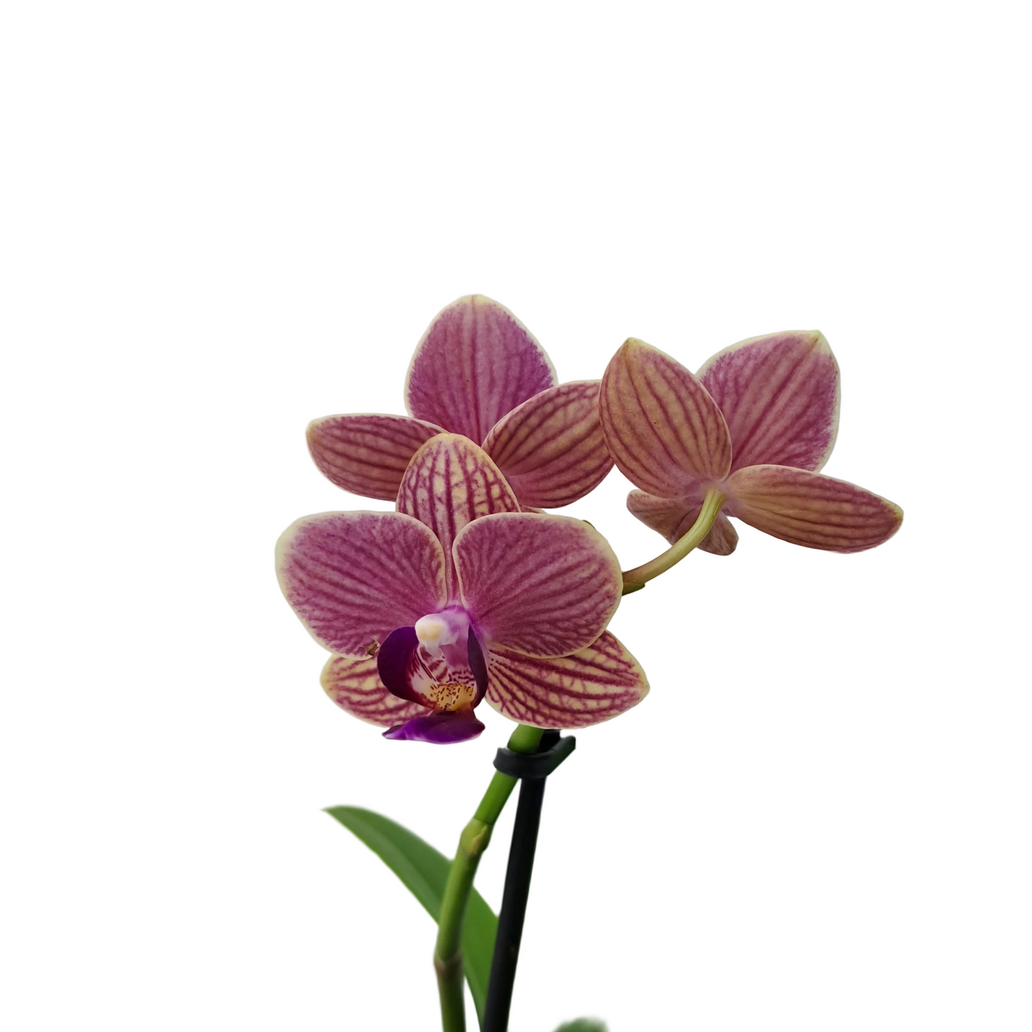 Orchidea mini 25cm Terra Splash