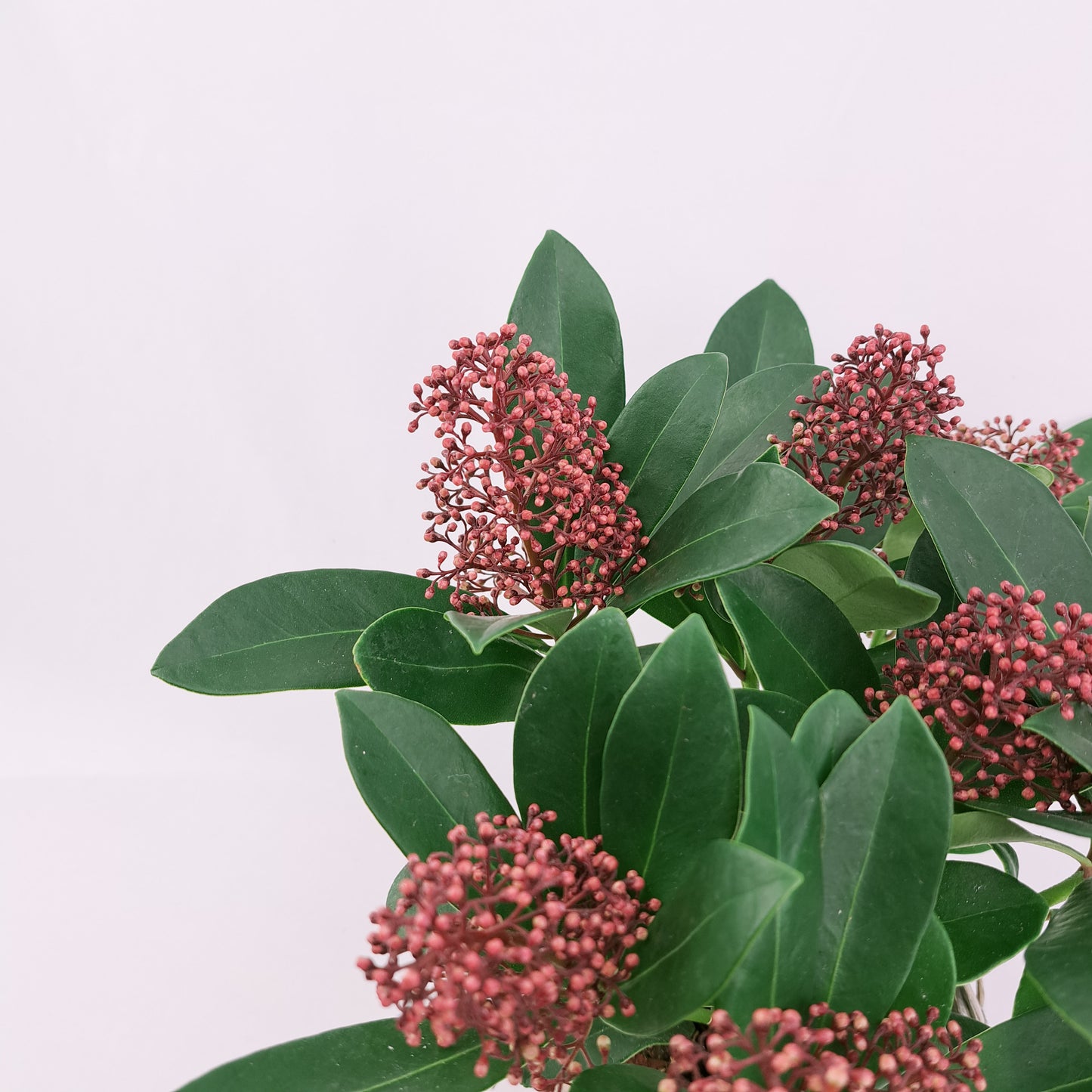 Skimmia japonica Rubella 30cm