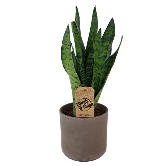 Svokrin jazyk (Sansevieria Zeylanica) 50cm