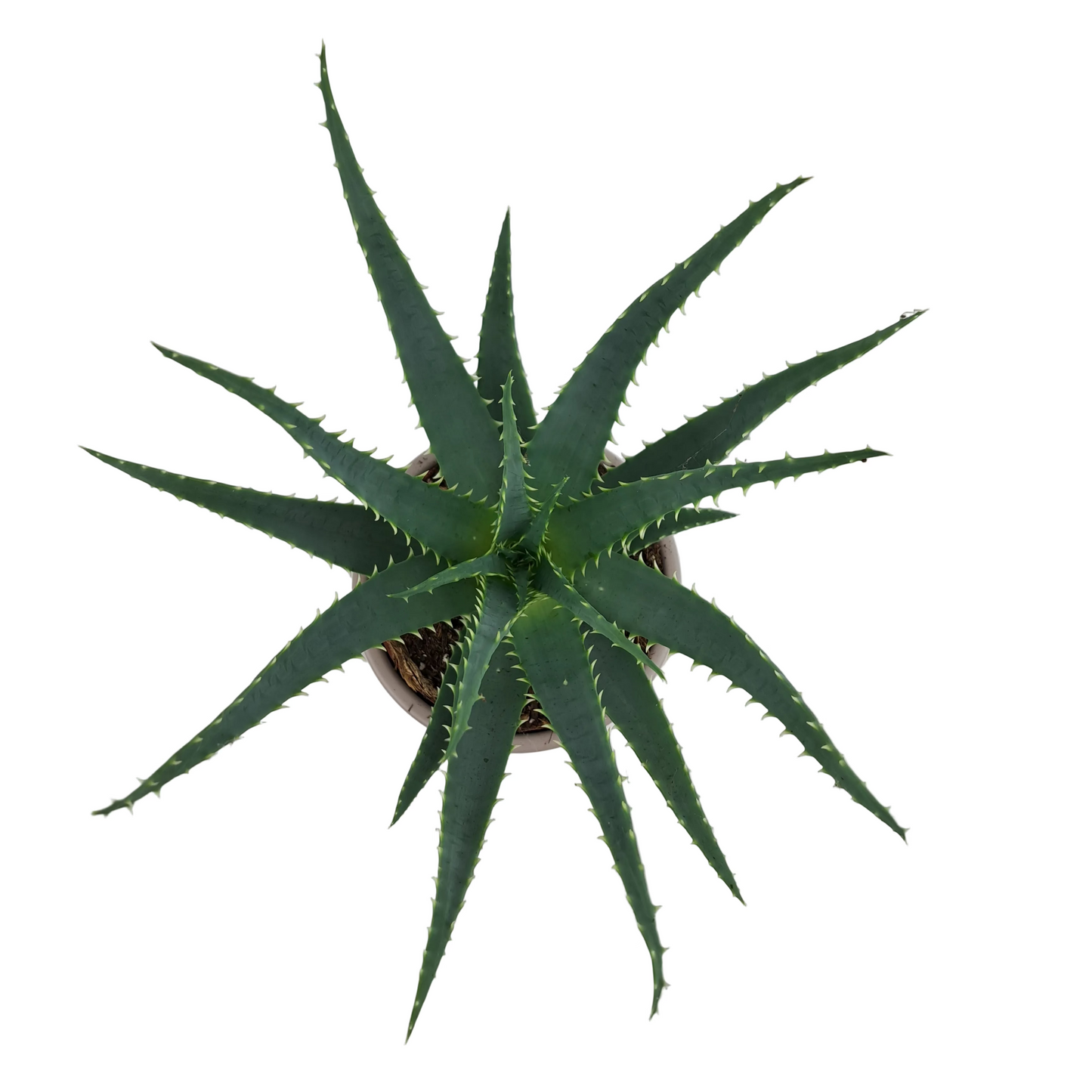 Aloe arborescens