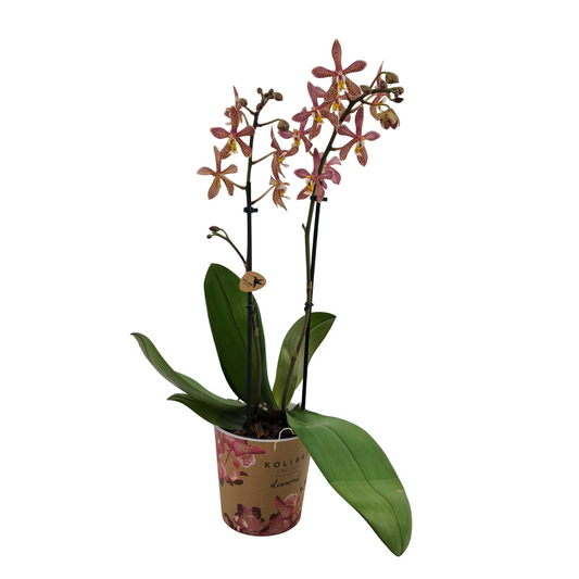 Orchidea Colibri Sahara 45cm
