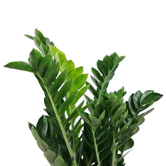 Donáška kvetov - Zamioculcas 60cm - slovenske-kvety.sk