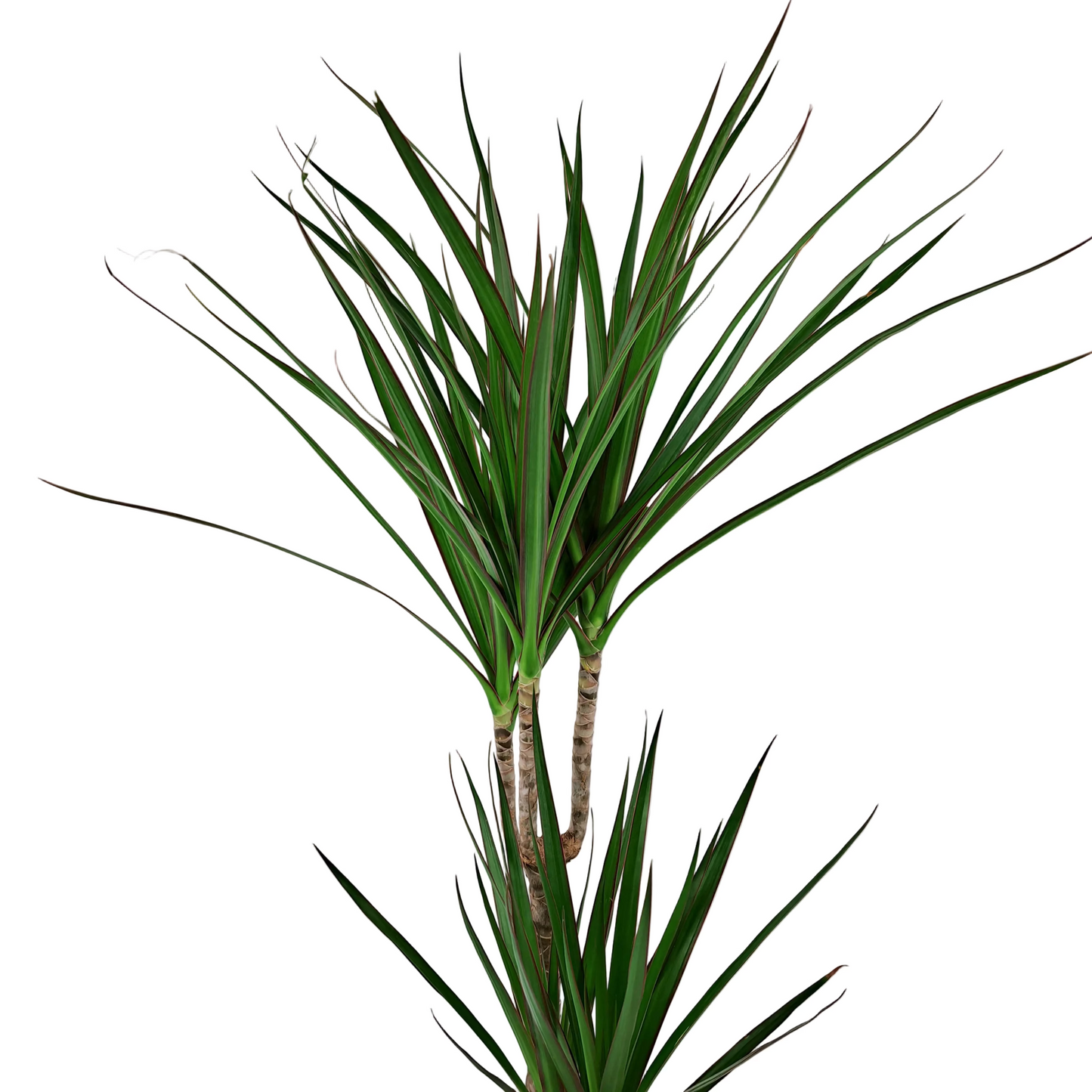 Dracaena marginata 'Bicolor' 80cm