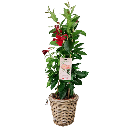 Červená mandevilla