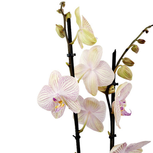 Orchidea 2-stonková 65cm Ivana
