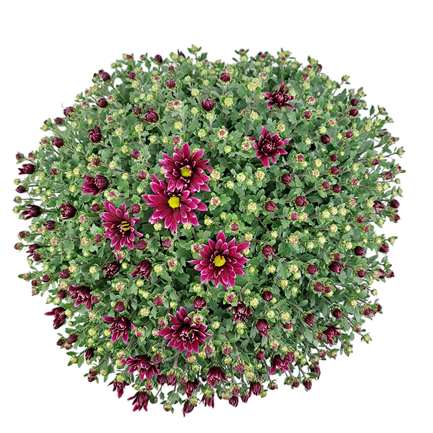 Slovenská chryzantéma 50cm - margarétková bielo-cyklaménová