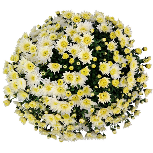 Slovenská chryzantéma 50cm - maslová ihlicová