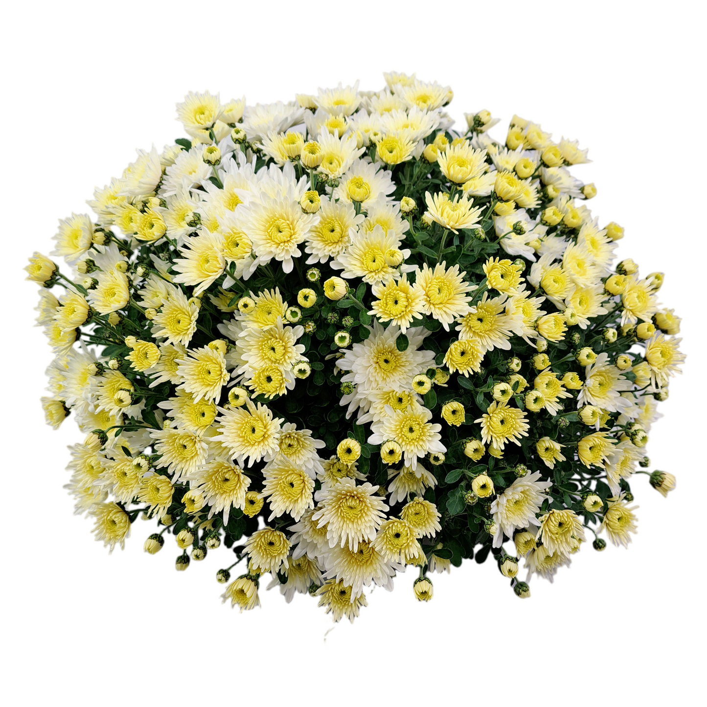 Slovenská chryzantéma 50cm - maslová ihlicová