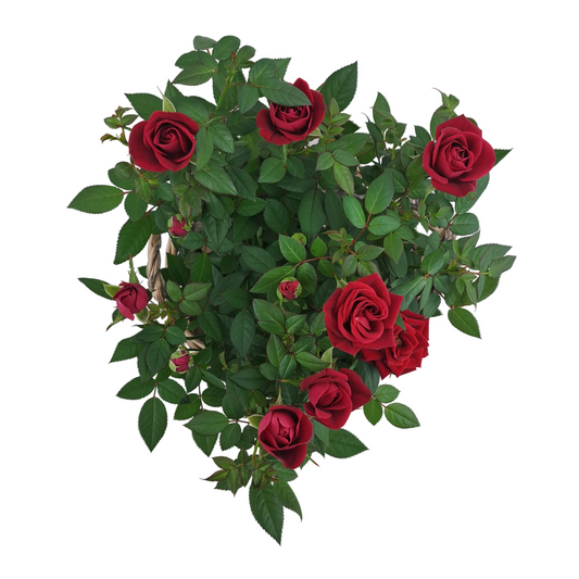 Ruža červená - Scarlet Roses