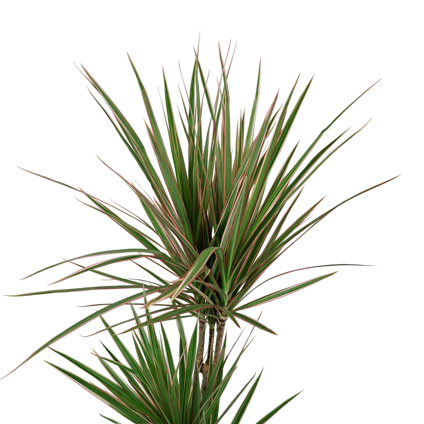 Dracaena marginata 'Tricolor' (Dragon Tree) 80cm