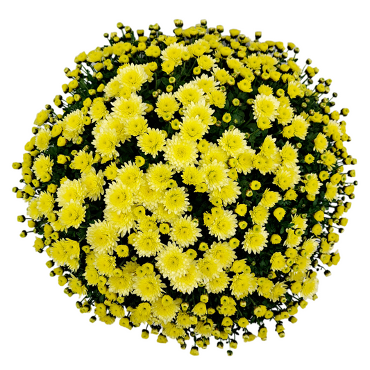 Slovenská chryzantéma 50cm - maslová