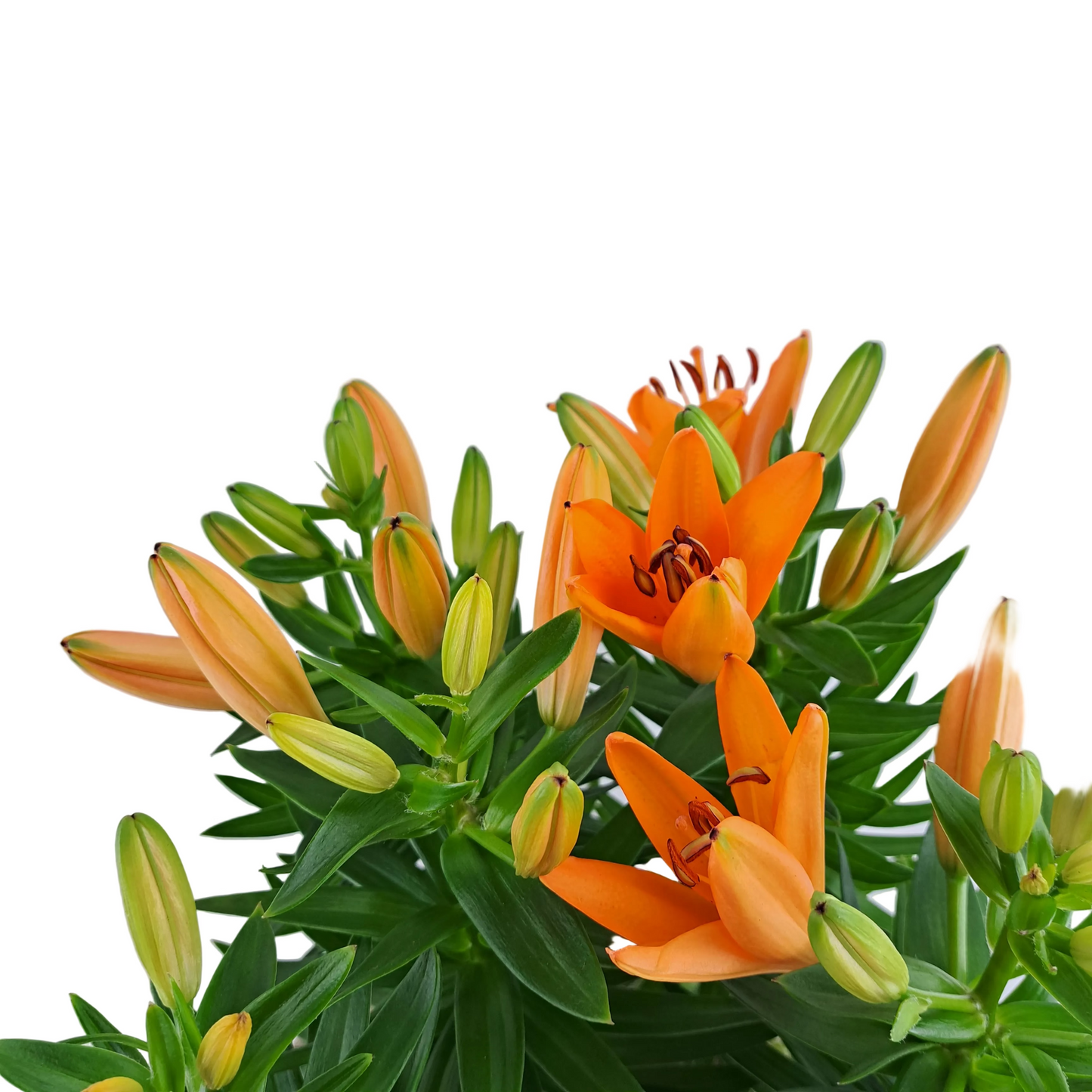 Ľalie Asiatic Mix - Orange