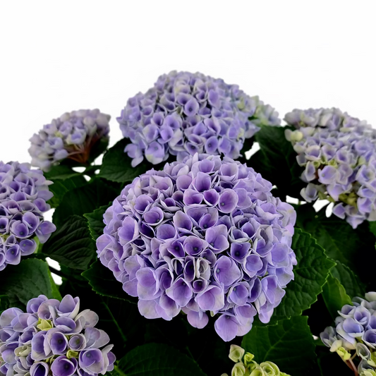 Donáška kvetov - Hortenzia modrá 45cm - slovenske-kvety.sk